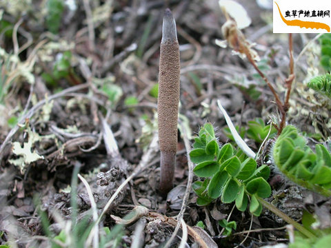 x(chng),x(chng)Ĳʲô,x(chng)ĲݽB,ʲôǶx(chng)Ĳ